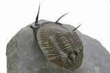 Scabriscutellum Trilobite Laying On Spiny Cyphaspis #312739-5